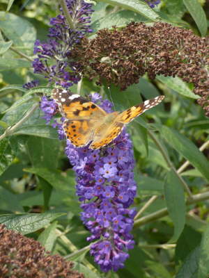 Gartenimpressionen